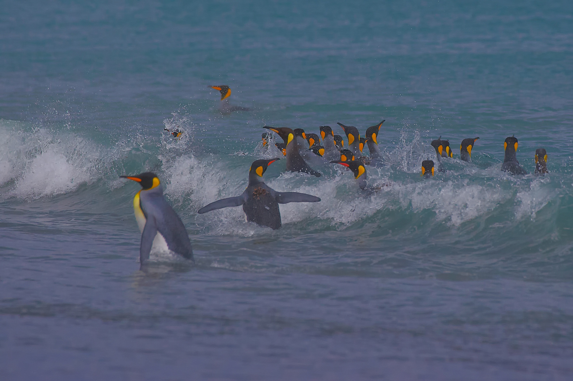 badende Königspinguine